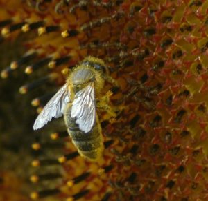 bee