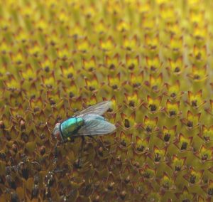 fly