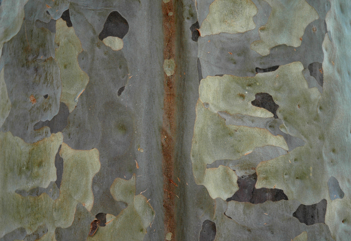 Eucalyptus tree bark.