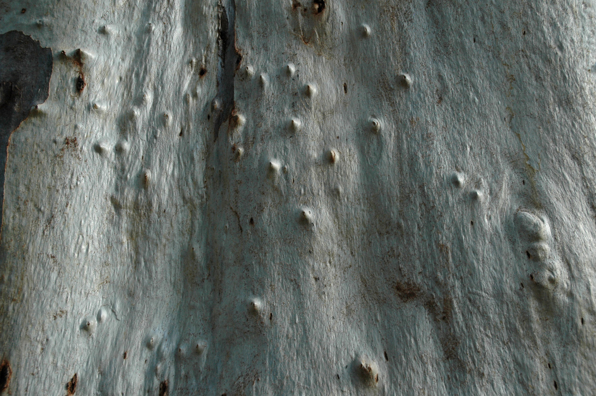 Eucalyptus tree bark.