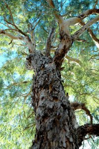 Glorious Eucalyptus tree.