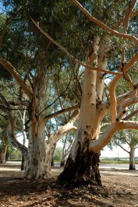 Group of Eucalypts.