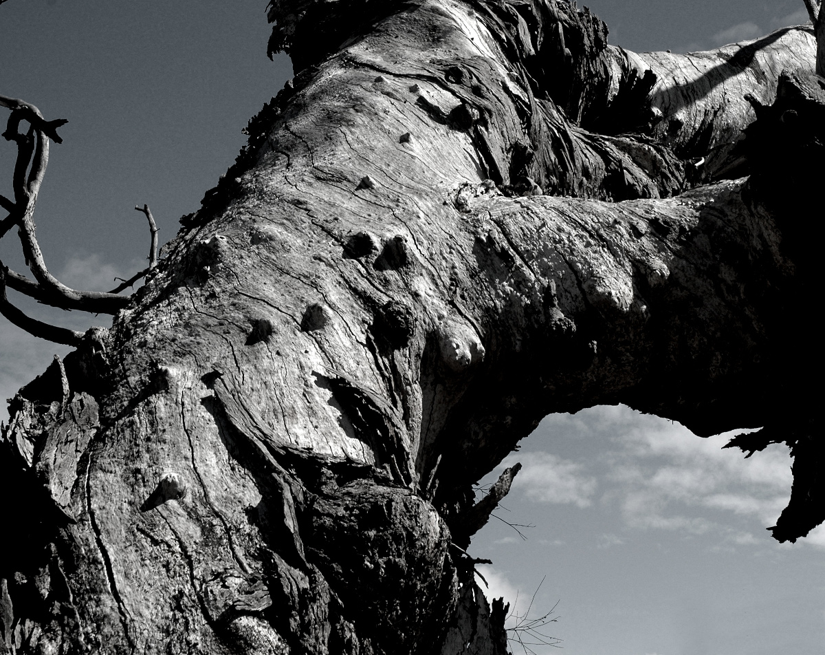 Detail of Eucalyptus tree.