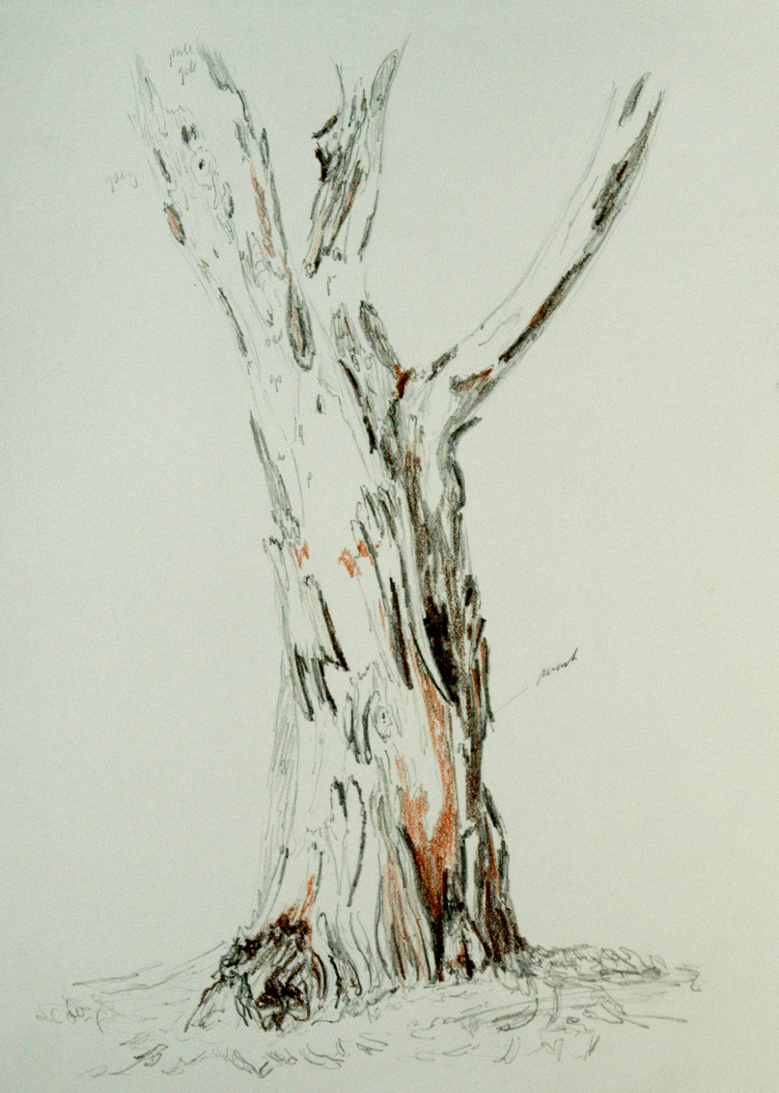 Drawing of Eucalyptus tree at Magill Hills.