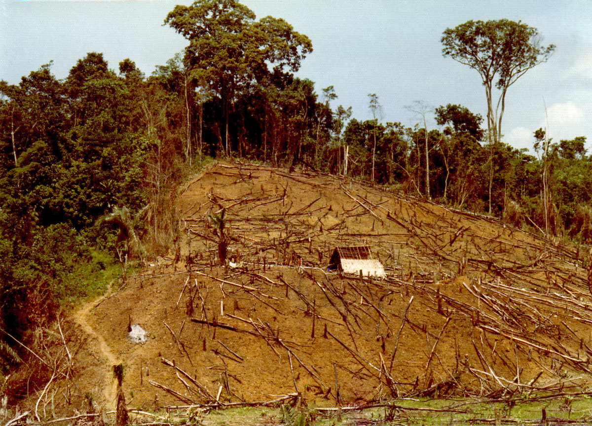 Native farm clearing in Liberia.