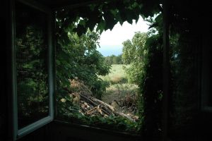 Fig trees behind the atelier