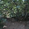 Shade under the fig tree