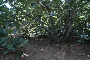 Shade under the fig tree