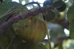 Starling damage