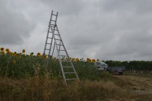 Ladder to take photos from above the sunflowers
