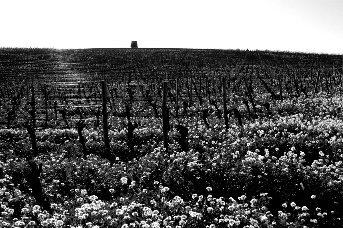 Vineyards in the early spring