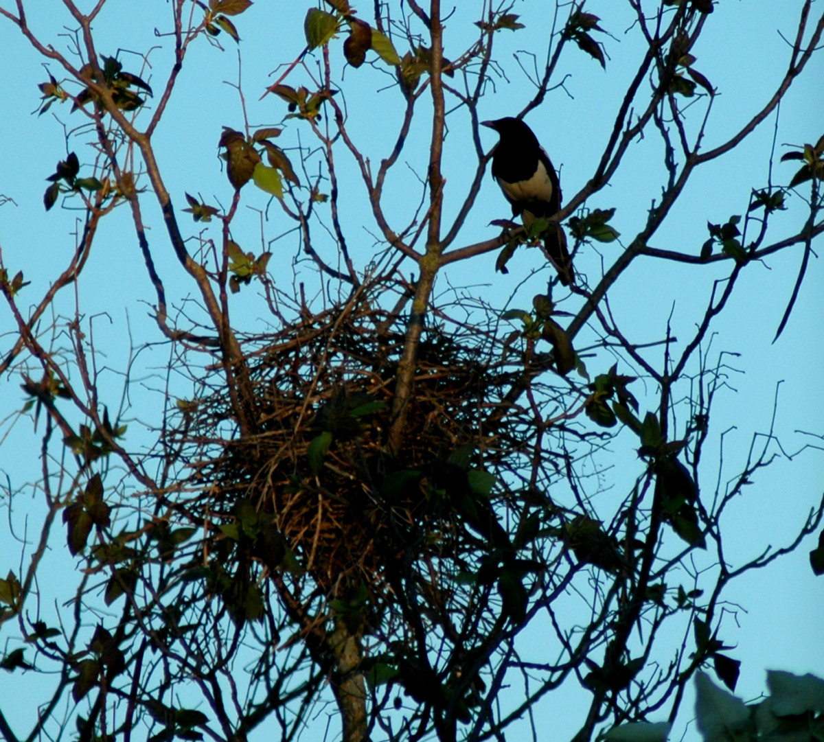 Magpie nest.