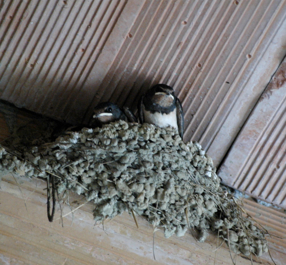 Swallow nest.